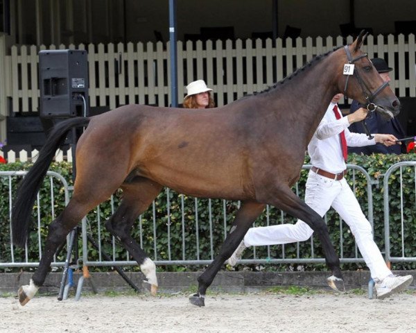 jumper Zinesse (KWPN (Royal Dutch Sporthorse), 2008, from Zento)