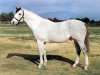 stallion Moolah Bux xx (Thoroughbred, 1952, from Mahmoud xx)