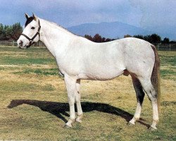 stallion Moolah Bux xx (Thoroughbred, 1952, from Mahmoud xx)