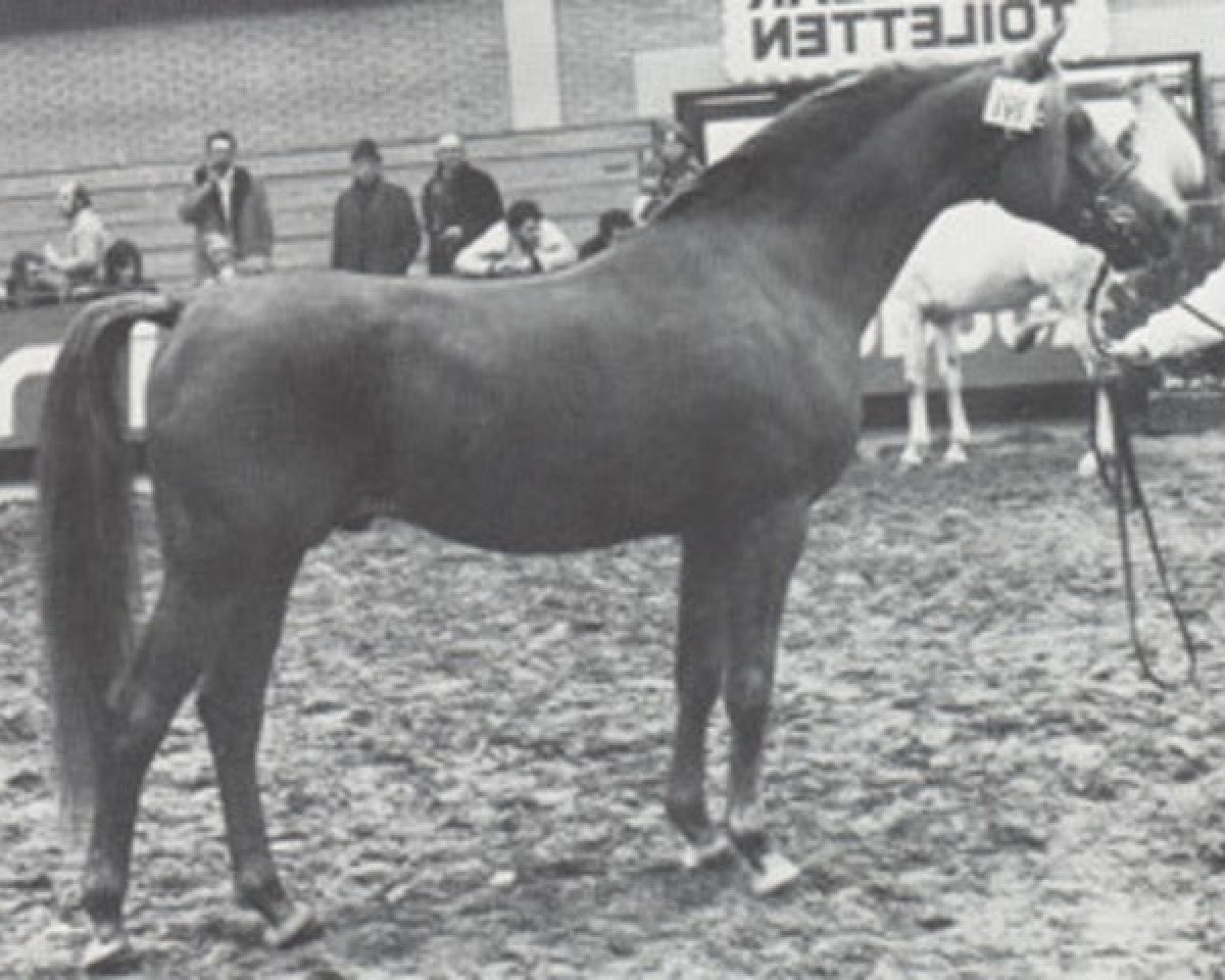 stallion Esmir ox (Arabian purebred, 1967, from Noran 1956 ox)