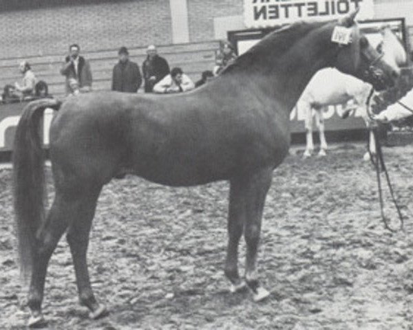 Deckhengst Esmir ox (Vollblutaraber, 1967, von Noran 1956 ox)
