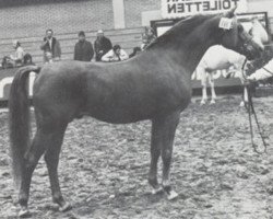 Deckhengst Esmir ox (Vollblutaraber, 1967, von Noran 1956 ox)