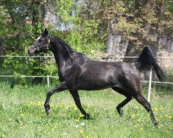 horse Kanja ox (Arabian thoroughbred, 1994, from El Iblis ox)