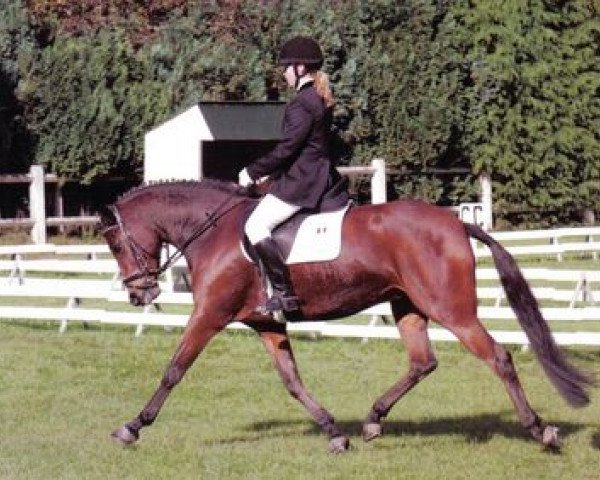 horse Dorenroosje van de Prins (Belgian Riding Pony, 1999, from Kantje's Armando)