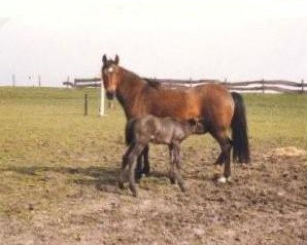 broodmare Winsome's Angela (New Forest Pony, 1972, from Oosterbroek Arthur)