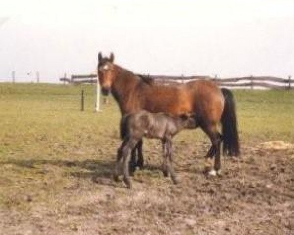 Zuchtstute Winsome's Angela (New-Forest-Pony, 1972, von Oosterbroek Arthur)