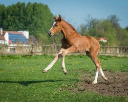 broodmare Destiny Gold (German Sport Horse, 2014, from Comte)