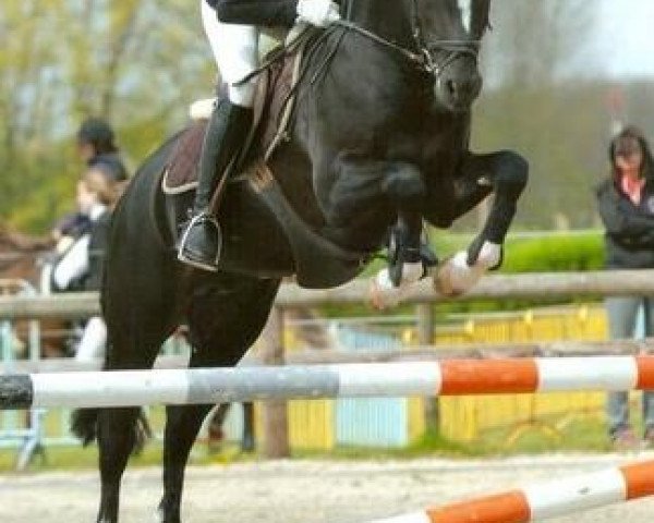 horse Nobility 'D' Van Prinsenhof's (Belgian Riding Pony, 2009, from Kulberg's Lancelot)