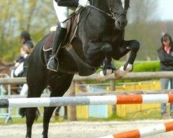 Pferd Nobility 'D' Van Prinsenhof's (Belgisches Reitpony, 2009, von Kulberg's Lancelot)