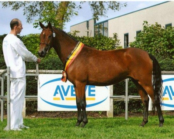 Pferd Lanoeska 'D' Van Prinsenhof's (Belgisches Reitpony, 2007, von Gentlemen V van Prinsenhof's)