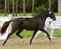 Zuchtstute My Fair Lady 'D' Van Prinsenhof's (Belgisches Reitpony, 2008, von Kulberg's Lancelot)