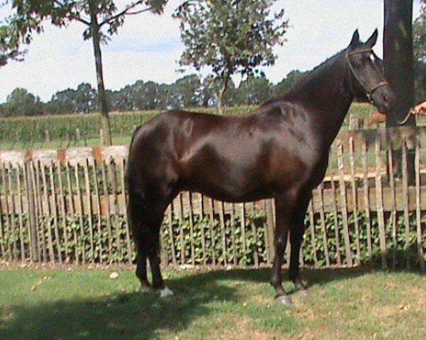 broodmare Danoeska van de Prins (Belgian Riding Pony, 1999, from Kantje's Armando)