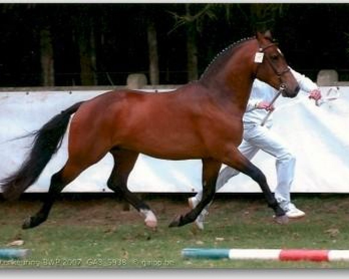 stallion Gulikhoeve's Dakota (New Forest Pony, 2003, from Marits Mistique)