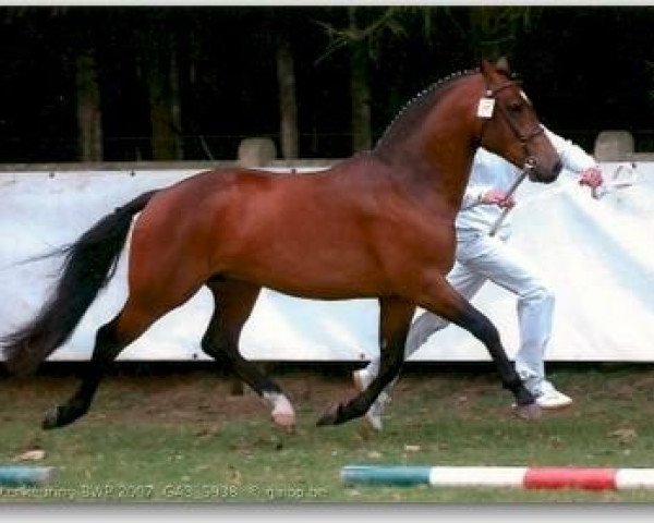 stallion Gulikhoeve's Dakota (New Forest Pony, 2003, from Marits Mistique)