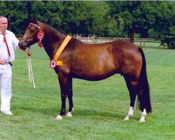 Pferd De Hofstede's Calissa (New-Forest-Pony, 2000, von Molenaar's Golden King)