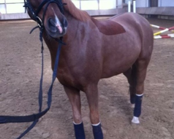 Pferd Salinero Star (Deutsches Reitpony, 2001, von Sazar)