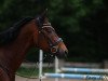 dressage horse La Jolie 67 (Rhinelander, 2007, from Lord Loxley I)