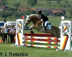 stallion Nelusko (Haflinger, 1962, from Nelson)