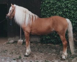 stallion Nachtflug (12,5% ox) (Edelbluthaflinger, 1981, from Naxos)