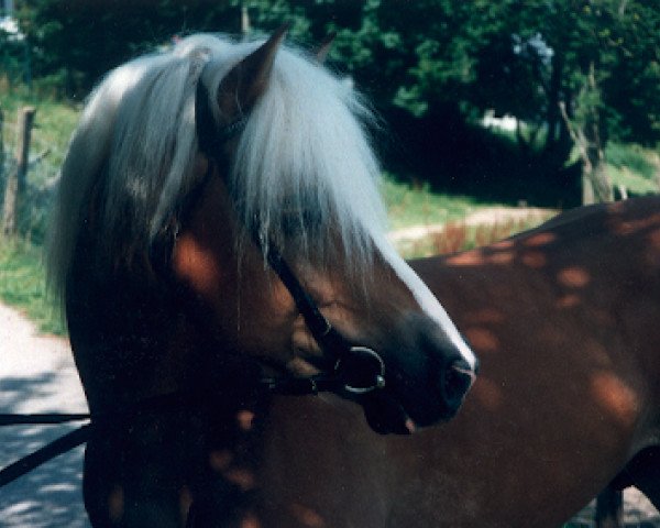 stallion Nastrol (Haflinger, 1958, from Nastor)