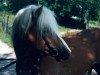 stallion Nastrol (Haflinger, 1958, from Nastor)