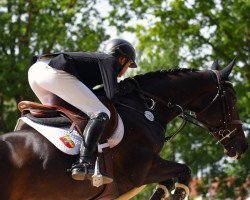 jumper Nola van St Maarten (Belgian Warmblood, 2013, from Kannan)