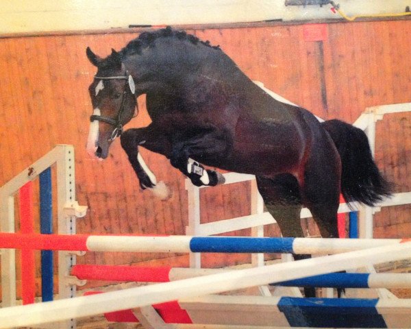 horse Iskandro (Holsteiner, 2009, from Ibisco xx)