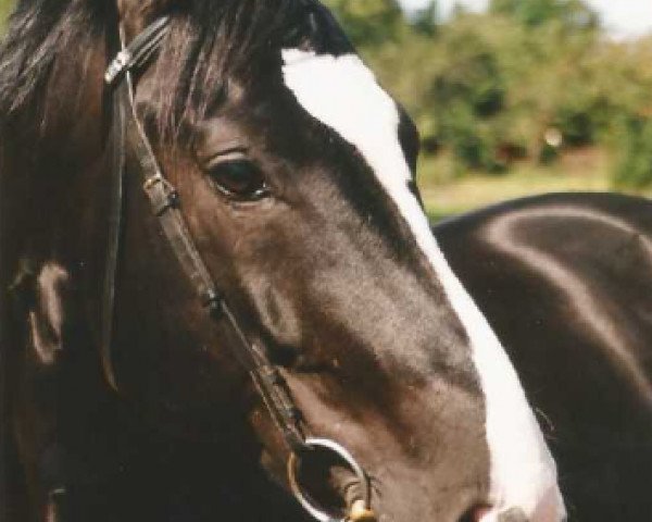 stallion Guldenburg (Westphalian, 1989, from Grannus)