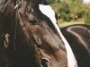 stallion Guldenburg (Westphalian, 1989, from Grannus)