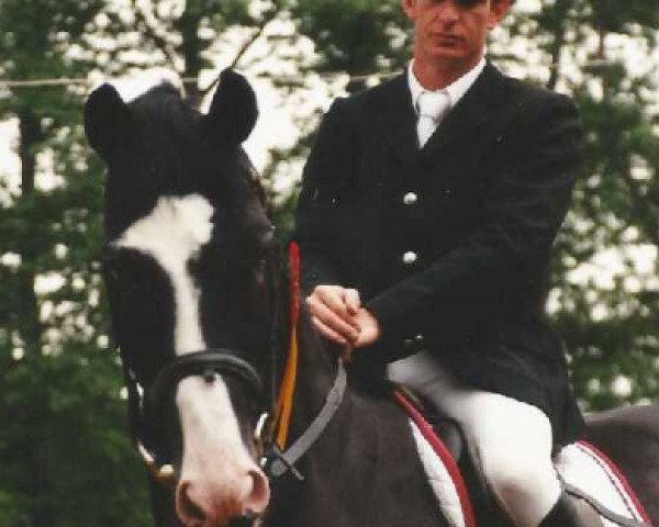 stallion Feiner Egon (Oldenburg, 1989, from Feiner Stern)