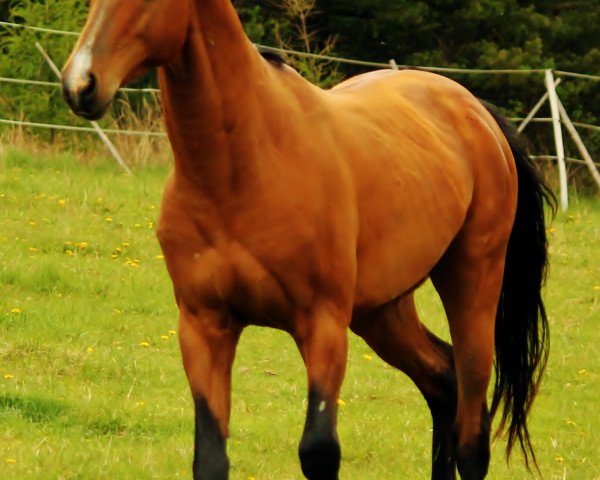 Pferd Mangeim (Achal Tekkiner, 2007, von Grand Kuli)