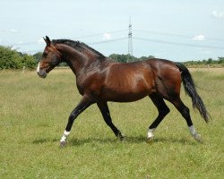 stallion Good Boy (Rhinelander, 1989, from Good Luck)