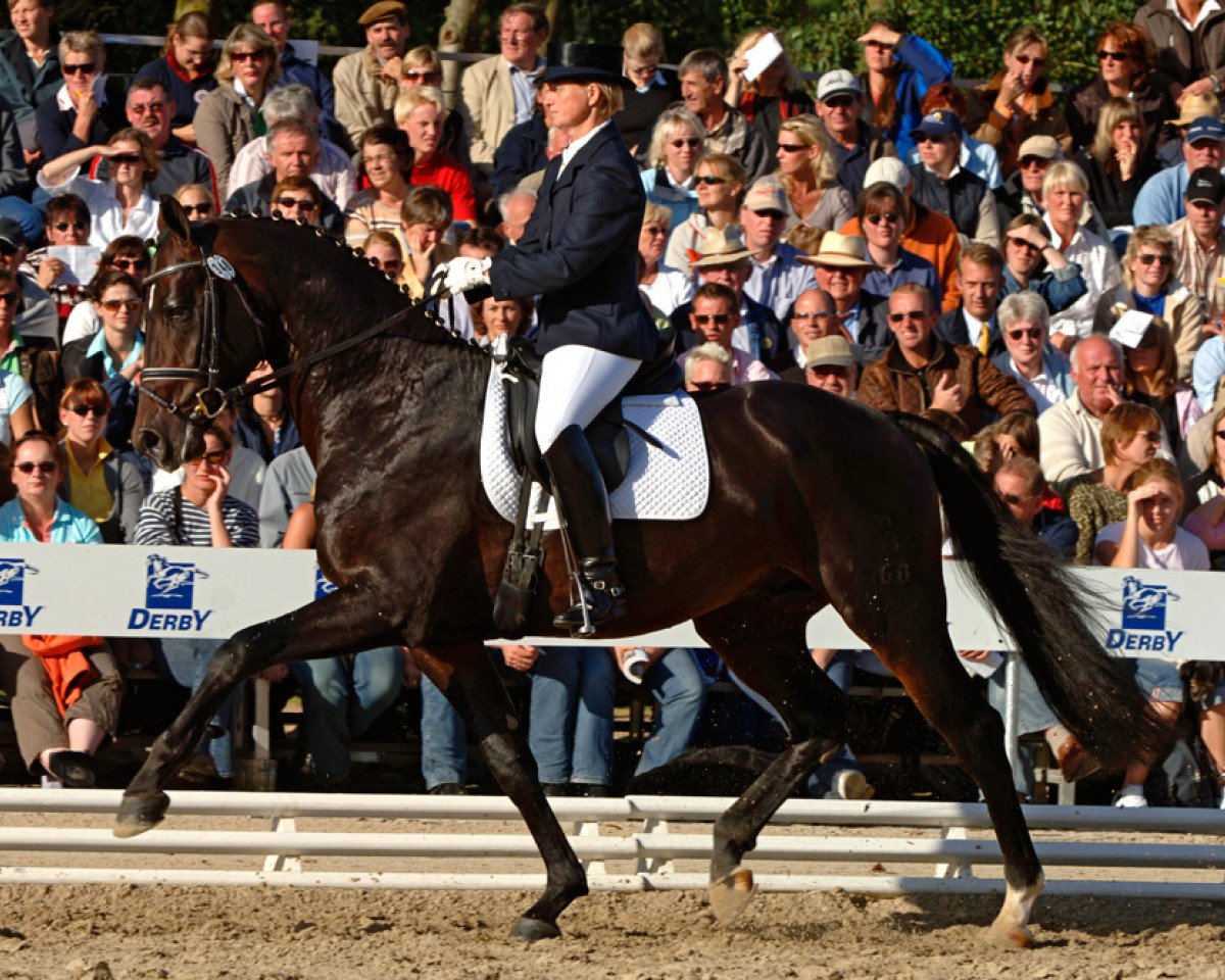 Deckhengst Diamonit I (Oldenburger, 2003, von Diamond Hit)