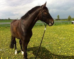 dressage horse Schattentanz (Oldenburg,  , from Sir Donnerhall I)