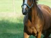 broodmare Fabiola 254 (Hanoverian, 1999, from Falkenstern II)