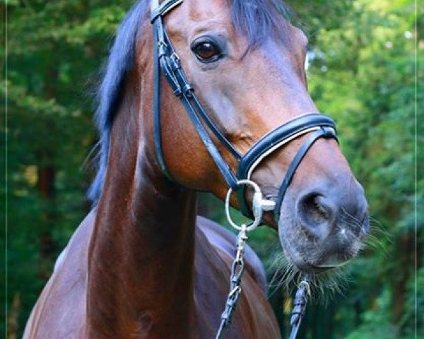 broodmare Fantastic-Fleur (Westphalian, 2001, from Florestan I)