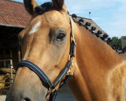 dressage horse Toffifee 42 (Pony without race description, 2009, from Top Gun I)