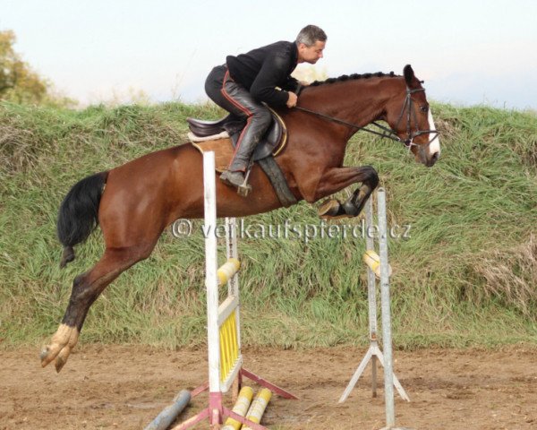 horse Orion (Czech Warmblood, 2009)