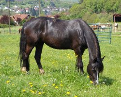 horse Bronfoel Georgie Girl (Welsh-Cob (Sek. D), 2010, from Pennal Calon Lan)