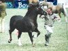 stallion Pennal Calon Lan (Welsh-Cob (Sek. D), 1988, from Tynged Calon Lân)