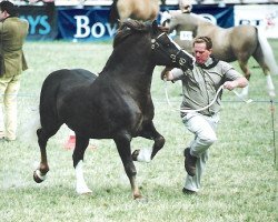 Deckhengst Pennal Calon Lan (Welsh-Cob (Sek. D), 1988, von Tynged Calon Lân)