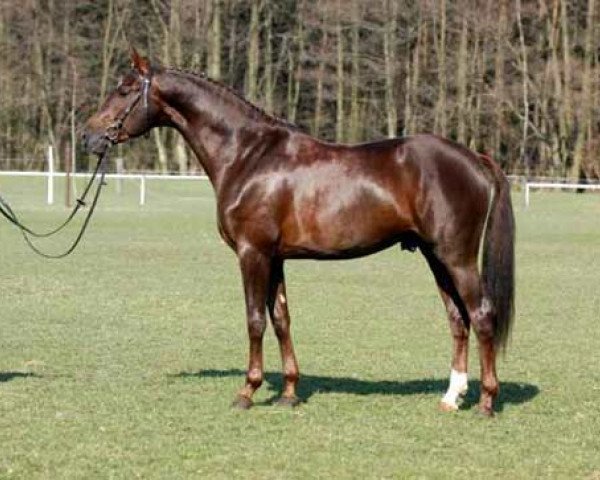 stallion Don Aparte (Brandenburg, 2000, from Don Pikado)