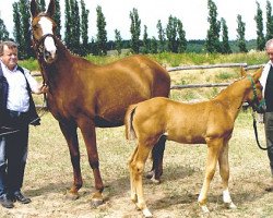 Zuchtstute Jaqueline (Sachsen-Anhaltiner, 1990, von Jerome II 3389)