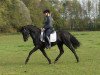 stallion Hennes II (German Riding Pony, 2007, from Henry)