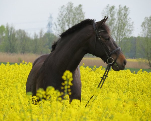 horse Capo 9 (Holsteiner, 1997, from Coriander)