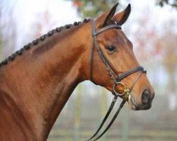 dressage horse Dream of Nymphenburg (Westphalian, 2006, from Dark Fire)