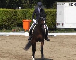 dressage horse Codiak (Rhinelander, 2009, from Cristallo I)