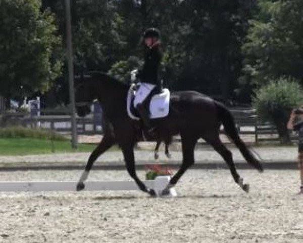 broodmare Schöne Welt IB (Hanoverian, 2010, from Show Star)