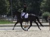 broodmare Schöne Welt IB (Hanoverian, 2010, from Show Star)