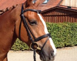 dressage horse Perkunos 10 (Westphalian, 2009, from Prinzenadel)